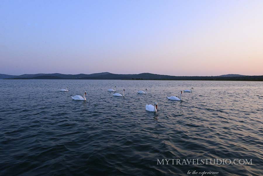 white swans