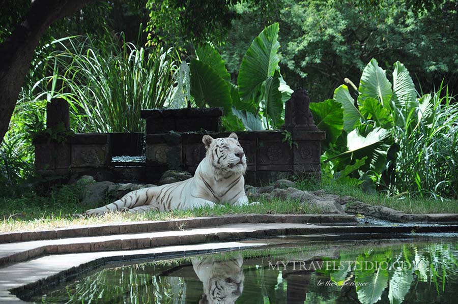White Tiger